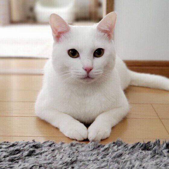 横たわるMIXの男の子