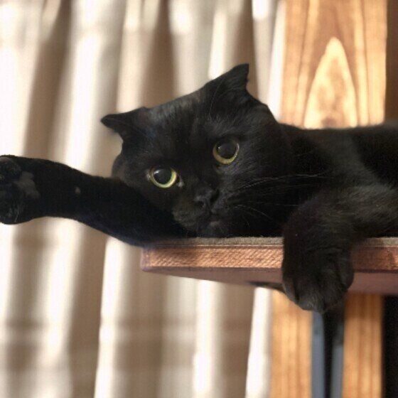 スコティッシュフォールドのはなちゃん