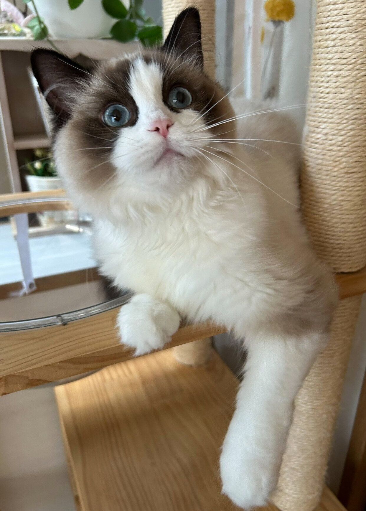 キャットタワーに登るミアちゃん