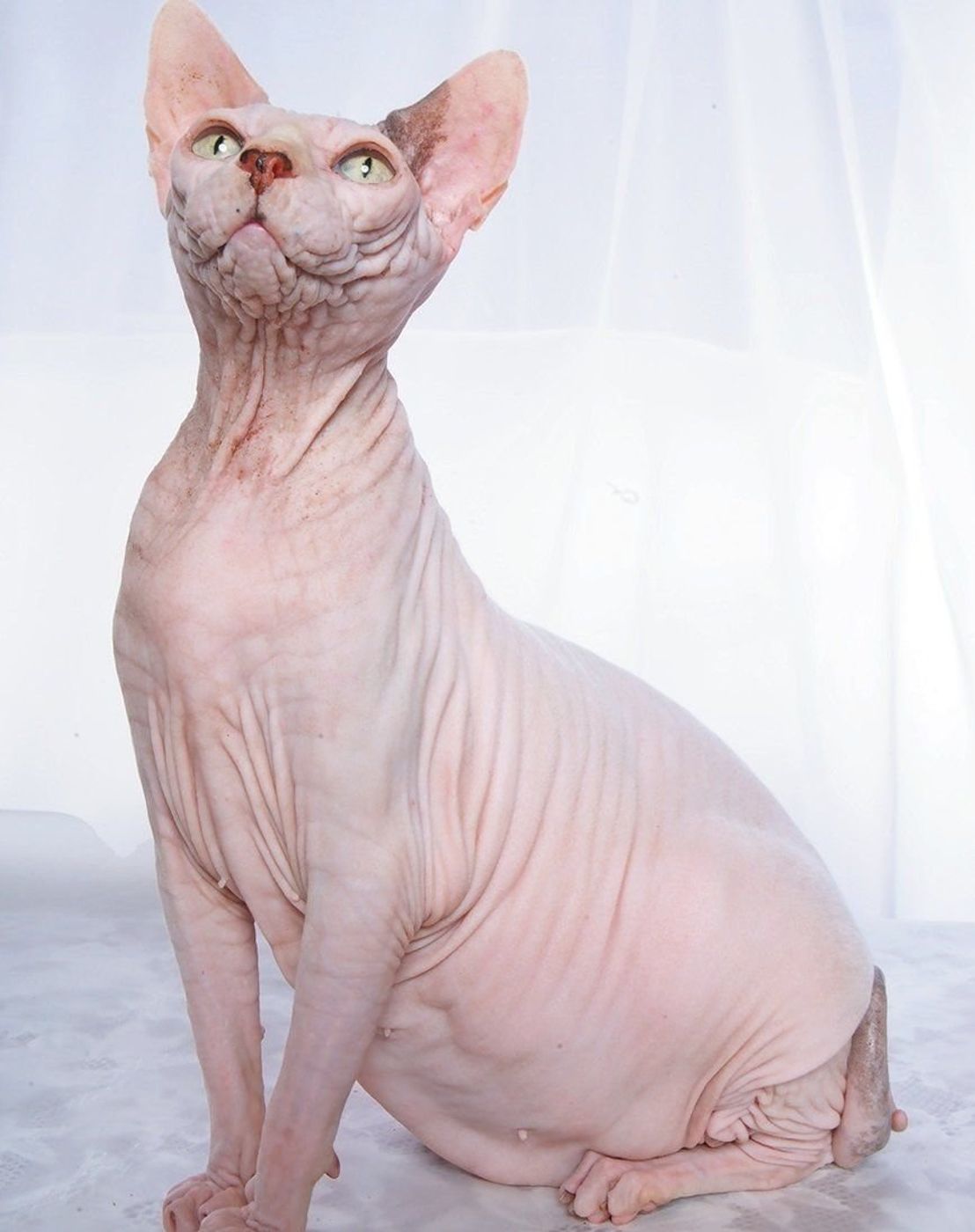 あの猫種の意外な出身地を知ってますか 名前から想像つかない猫種ご紹介 ねこのきもちweb Magazine あの猫種の意外な出身地を知ってますか 名前から想像つかない猫種ご紹介 ねこのきもちweb Magazine