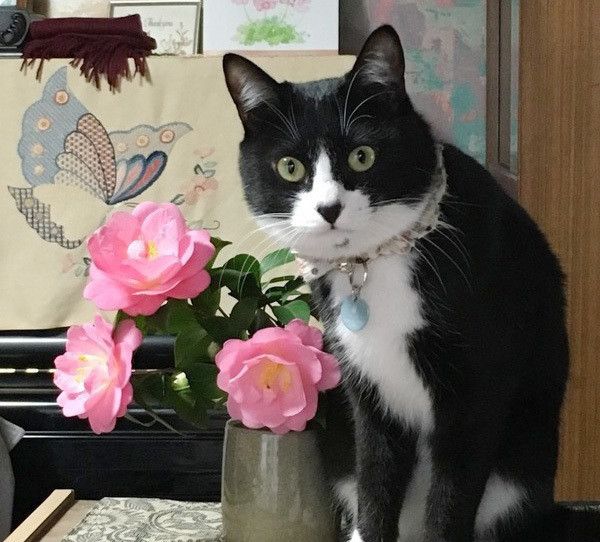 花を見る猫