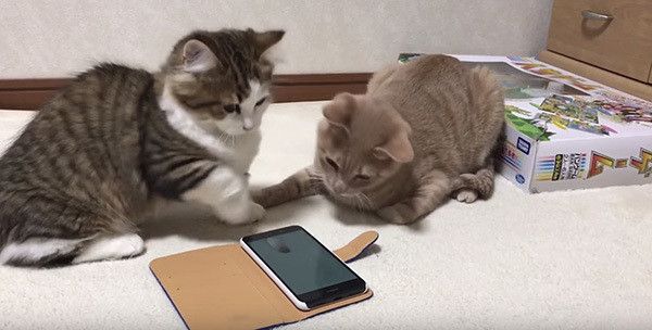 猫もスマホの時代！？スマホに夢中なニャンコの姿が癒し度MAX♡｜ね