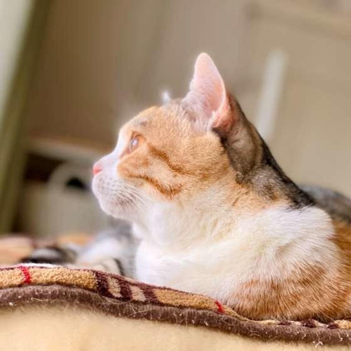 ミケ サビ猫はほとんどがメス ミックス柄の猫がもつ特徴とは ねこのきもちweb Magazine ミケ サビ猫はほとんどがメス ミックス柄の猫がもつ特徴とは ねこのきもちweb Magazine