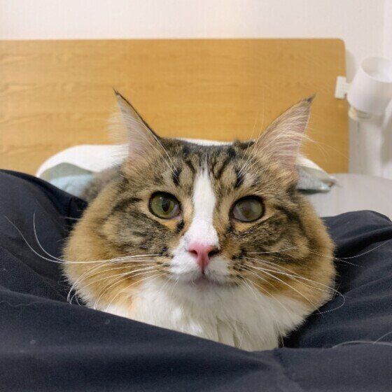 Mix（キジトラ）ののんらいくん♪