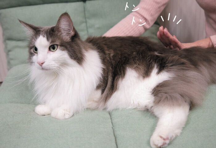 「お尻トントン」は好む猫が多い傾向に