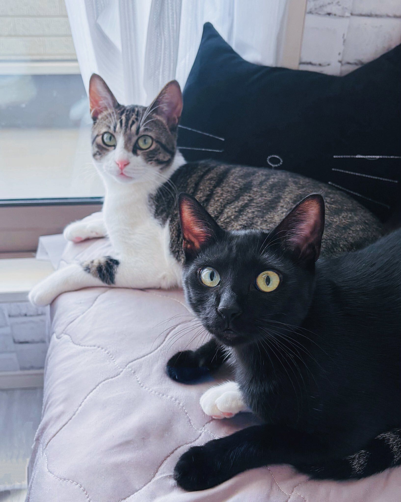 並んで寝そべっている2匹の猫