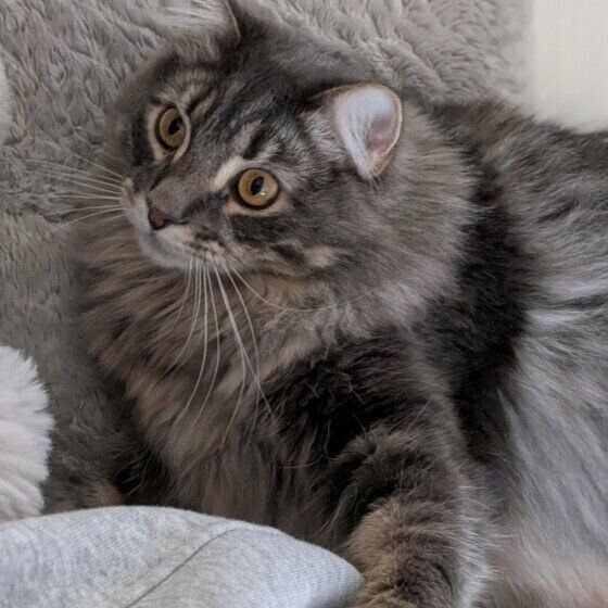 サイベリアンのハクくん