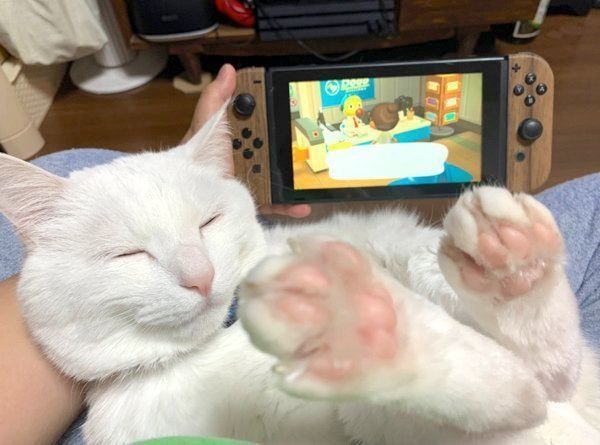 ゲームをする飼い主さんの膝の上で眠るハク様