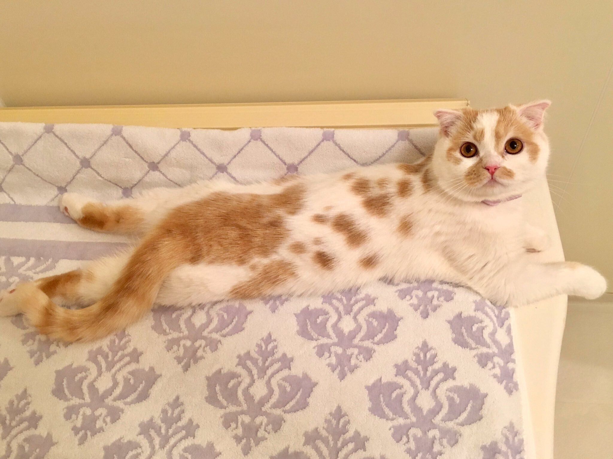 まったりするホイちゃん