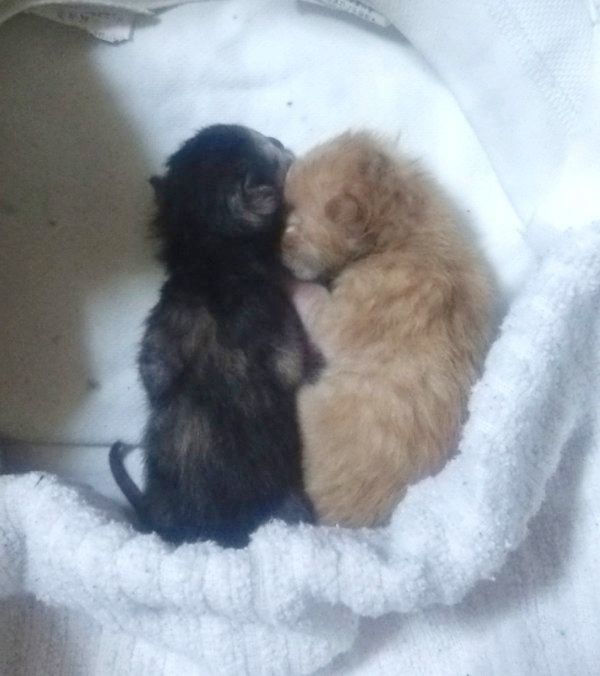 保護当時のちゃこちゃん、くろちゃん