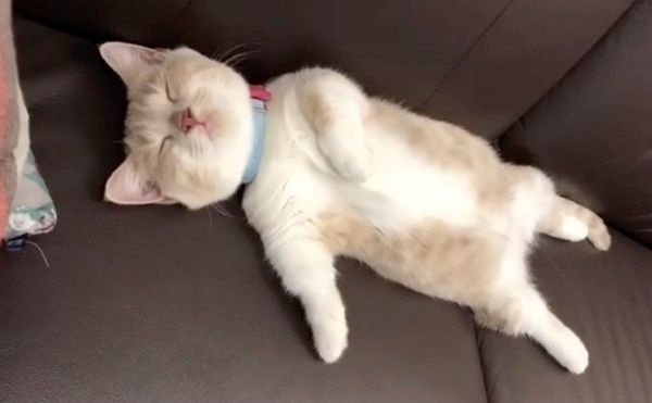 睡魔とたたかうマンチカン