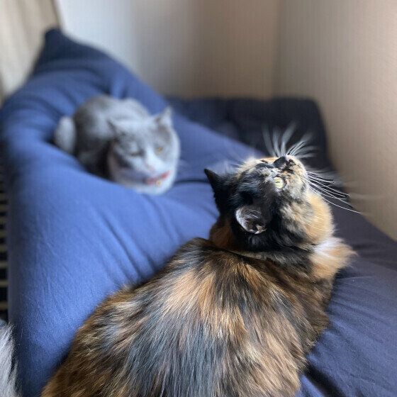 その他の猫種　まぶしい