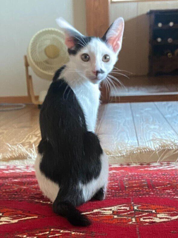 生後3カ月の子猫