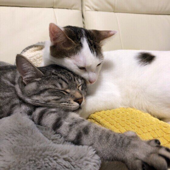 くっつきすぎの光秀公くん