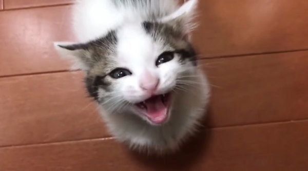 「ごはんくれ」と言ってそうな子猫