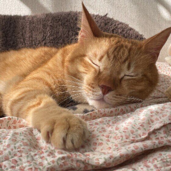 MIX茶トラのにゃんすけくん