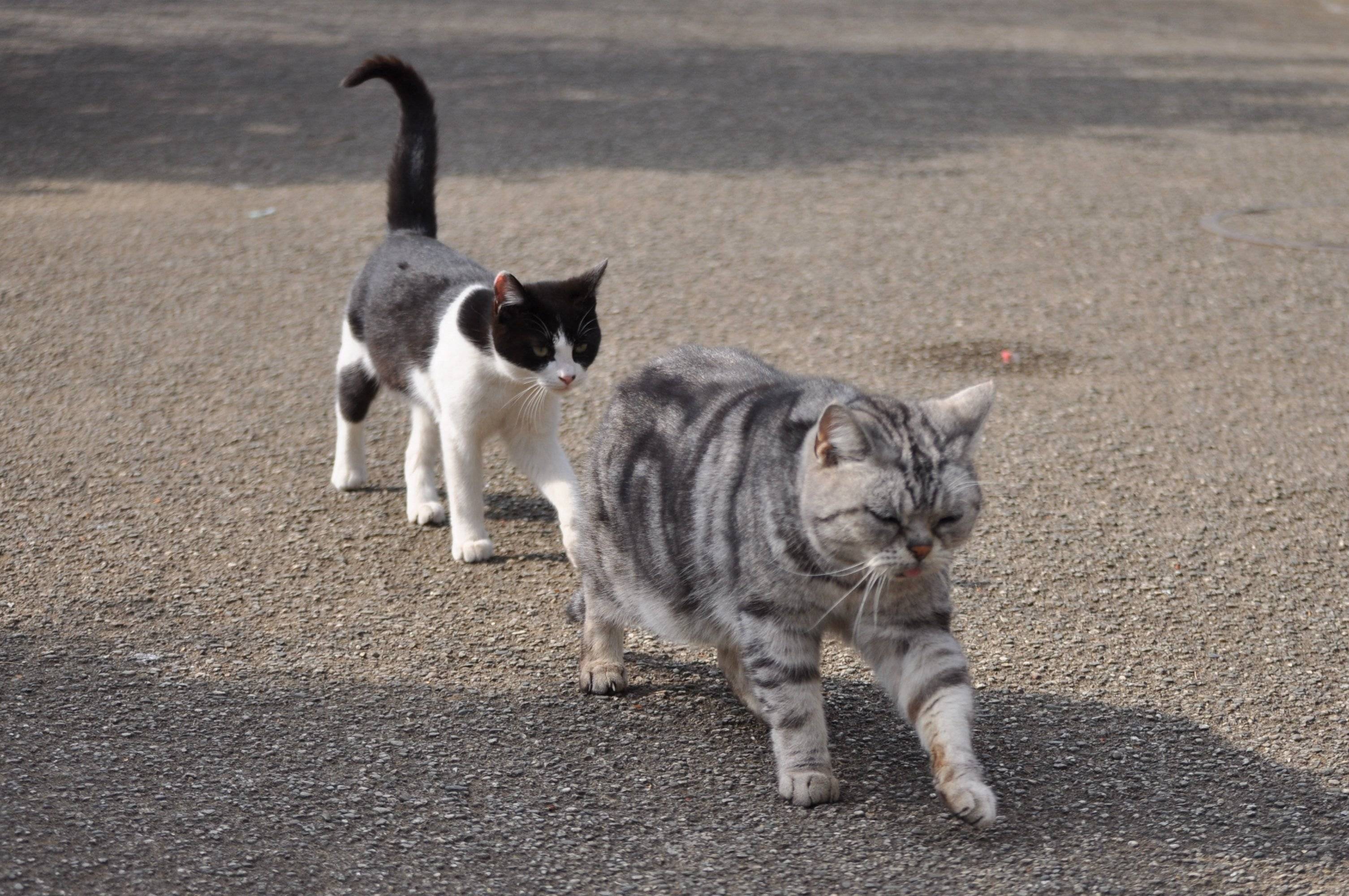 ぶさにゃん先輩。と言わしめた一枚。
