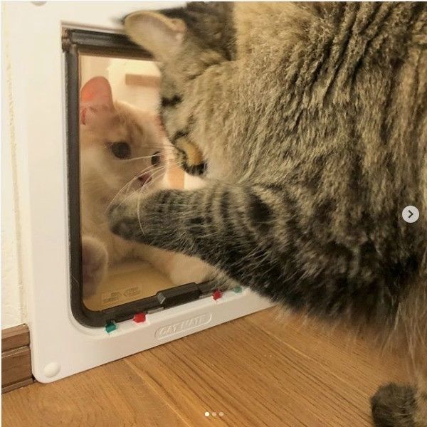 猫ドアニャンコ