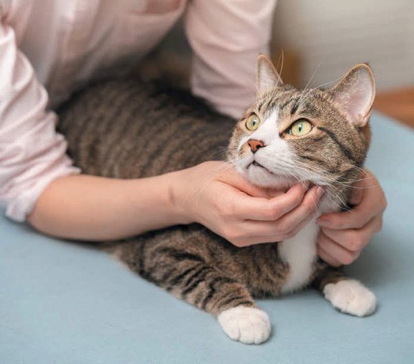 健康／異変のある猫の舌