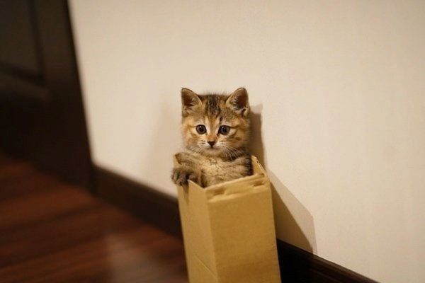 箱に入るしじみちゃん