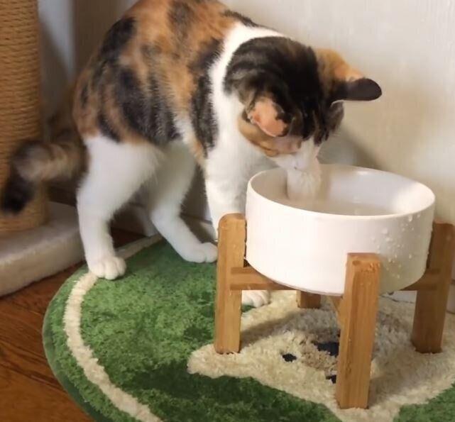 水飲み場で遊ぶ猫