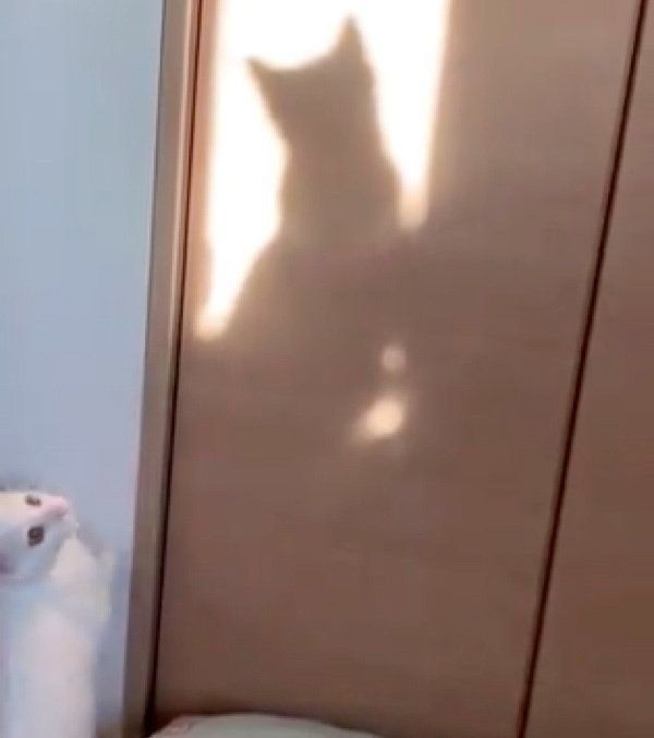 猫の影が気になる9ちゃん