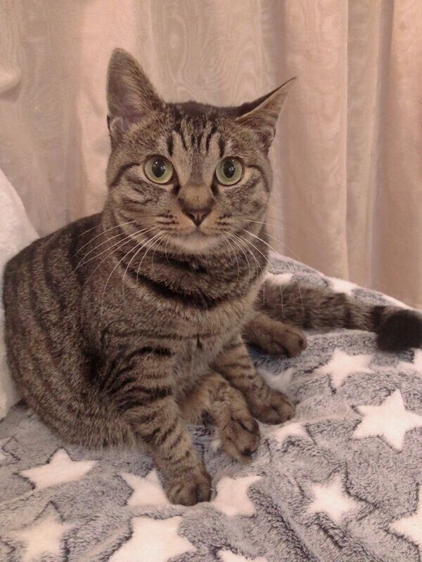 見つめるアテチちゃん