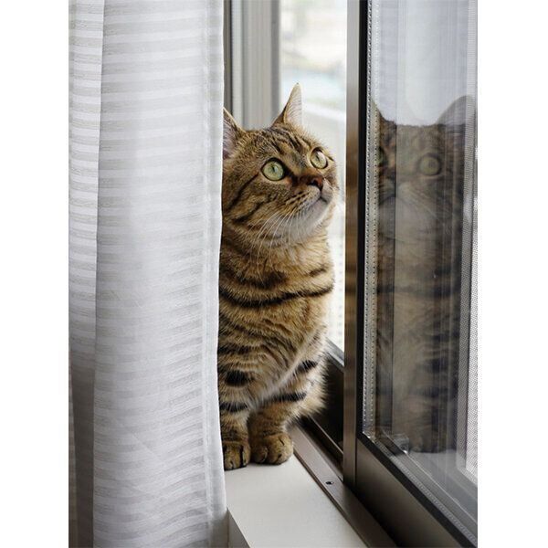 外を見るもなちゃん