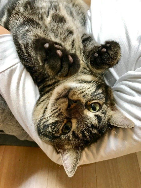 寝転がるアメリカンショートヘア