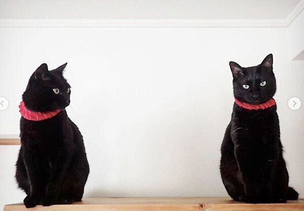 まったりするななちゃんとはちちゃん