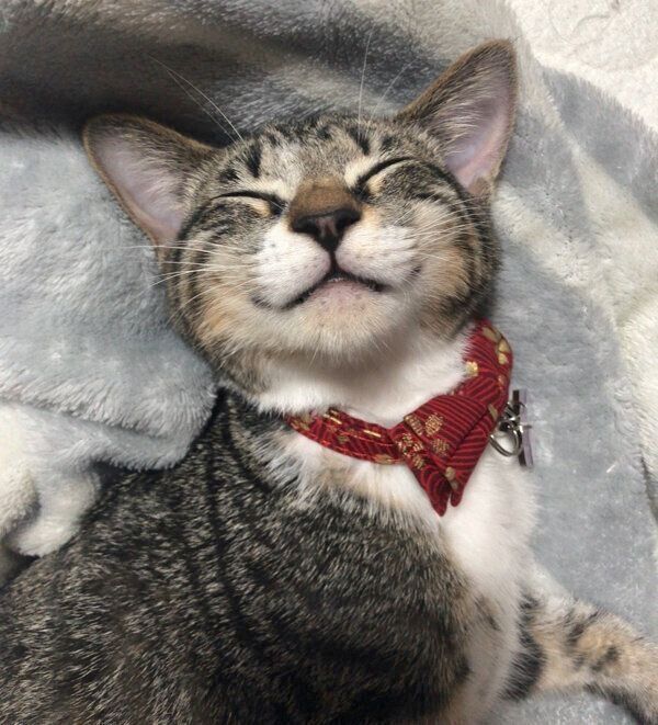 幸せそうに眠るごまちゃん