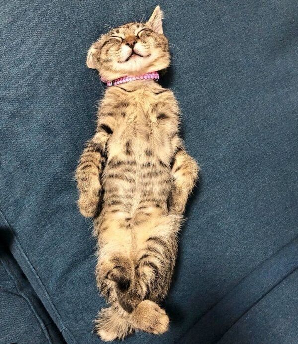 ヘソ天するみぃちゃん