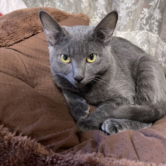 Mix（グレー）のクーくん♪