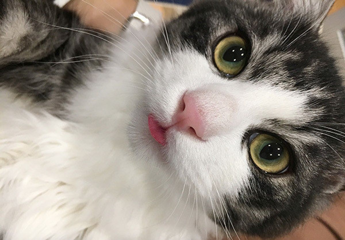 愛猫にチューする飼い主さんは約7割 知っておきたい 感染症のリスクも ねこのきもちweb Magazine 愛猫にチューする飼い主さんは約7割 知っておきたい 感染症のリスクも ねこのきもちweb Magazine