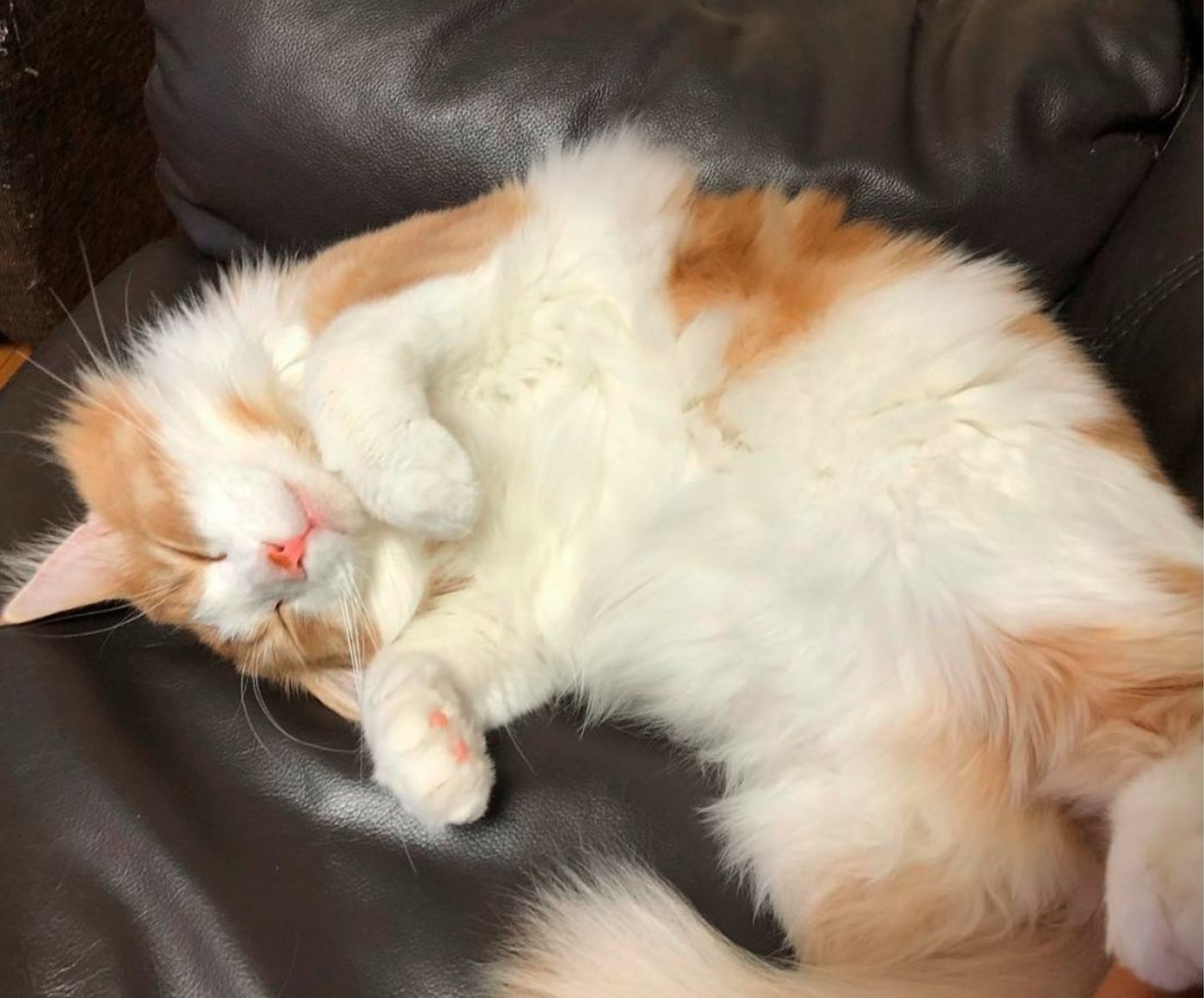 もふもふがたまらニャい 思わず顔を埋めたくなる猫画像集めました ねこのきもちweb Magazine もふもふがたまらニャい 思わず顔を埋めたくなる猫画像集めました ねこのきもちweb Magazine