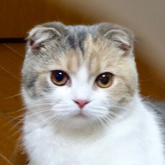 留守番するスコティッシュフォールド