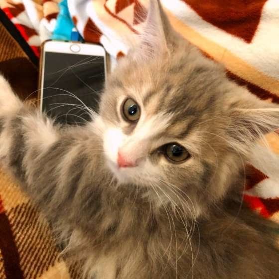 スマホにすりすり、ラガマフィンのアルファちゃん