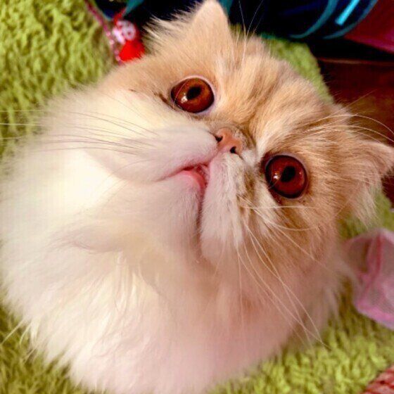 飼い主さんを見上げるエキゾチック