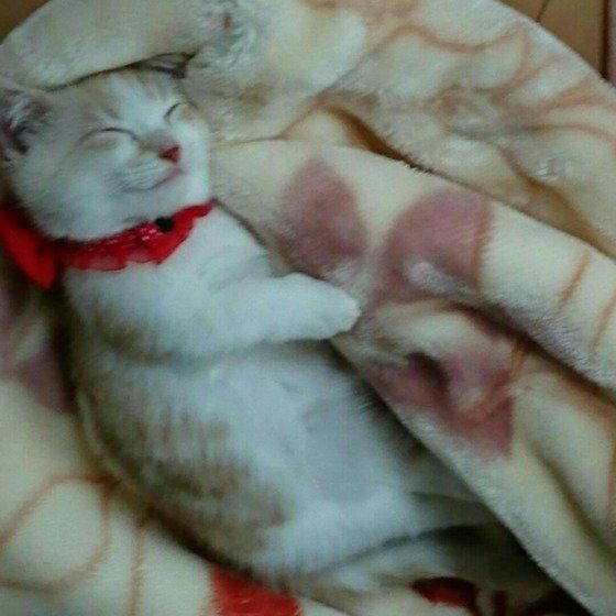 毛布で寝る猫