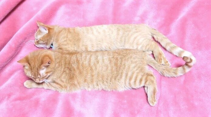 寝相がシンクロする茶トラのゆずりくんとめぐりくん