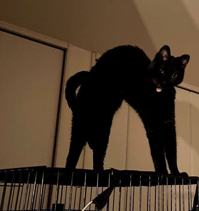 ケージの上で伸びをするなのちゃん