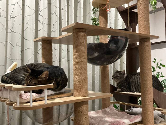 飼い主さんは「誰が来ているかな?」と思いながら帰宅し、実際に待っていてくれた姿を見るといつも笑みがこぼれてしまうのだとか