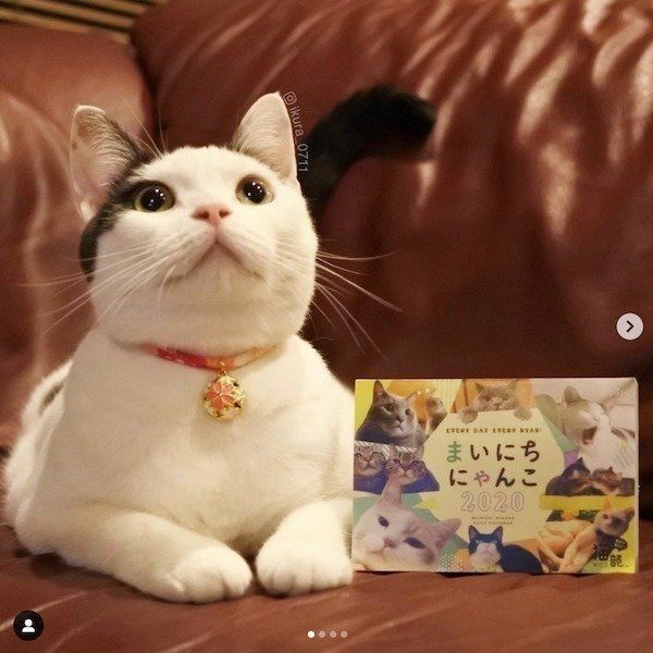 「まいにちにゃんこ2020」