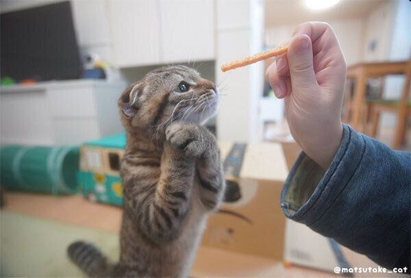 おねだり上手なまつたけちゃん