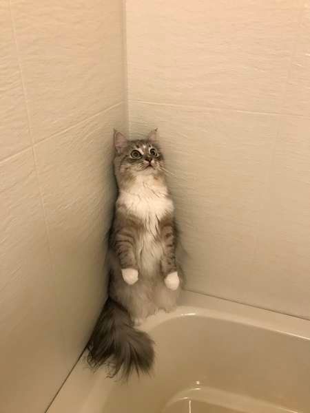 お風呂の隅で二本立ちするミラちゃん