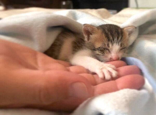 小さなおとーふちゃん