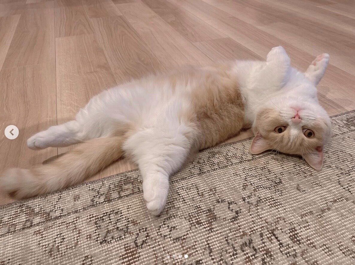 寝転がるみりんちゃん