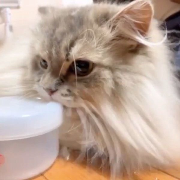 おかわりが欲しいスコティッシュフォールド