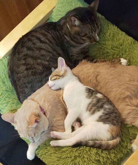 子猫時代のテンちゃんと先住猫たち