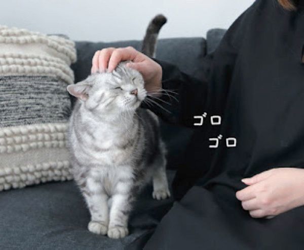 猫からのYESサインとは